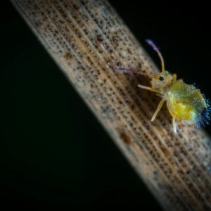 Close-up view of a colorful springtail insect on a textured twig, showcasing its vibrant colors and detailed features.