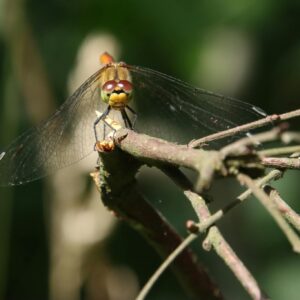 Macro shot of a dragonfly perched on a branch with blurred green background.
